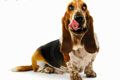 Ветеринарная клиника Рыжий Кот - иконка «для собак» в Заозерном